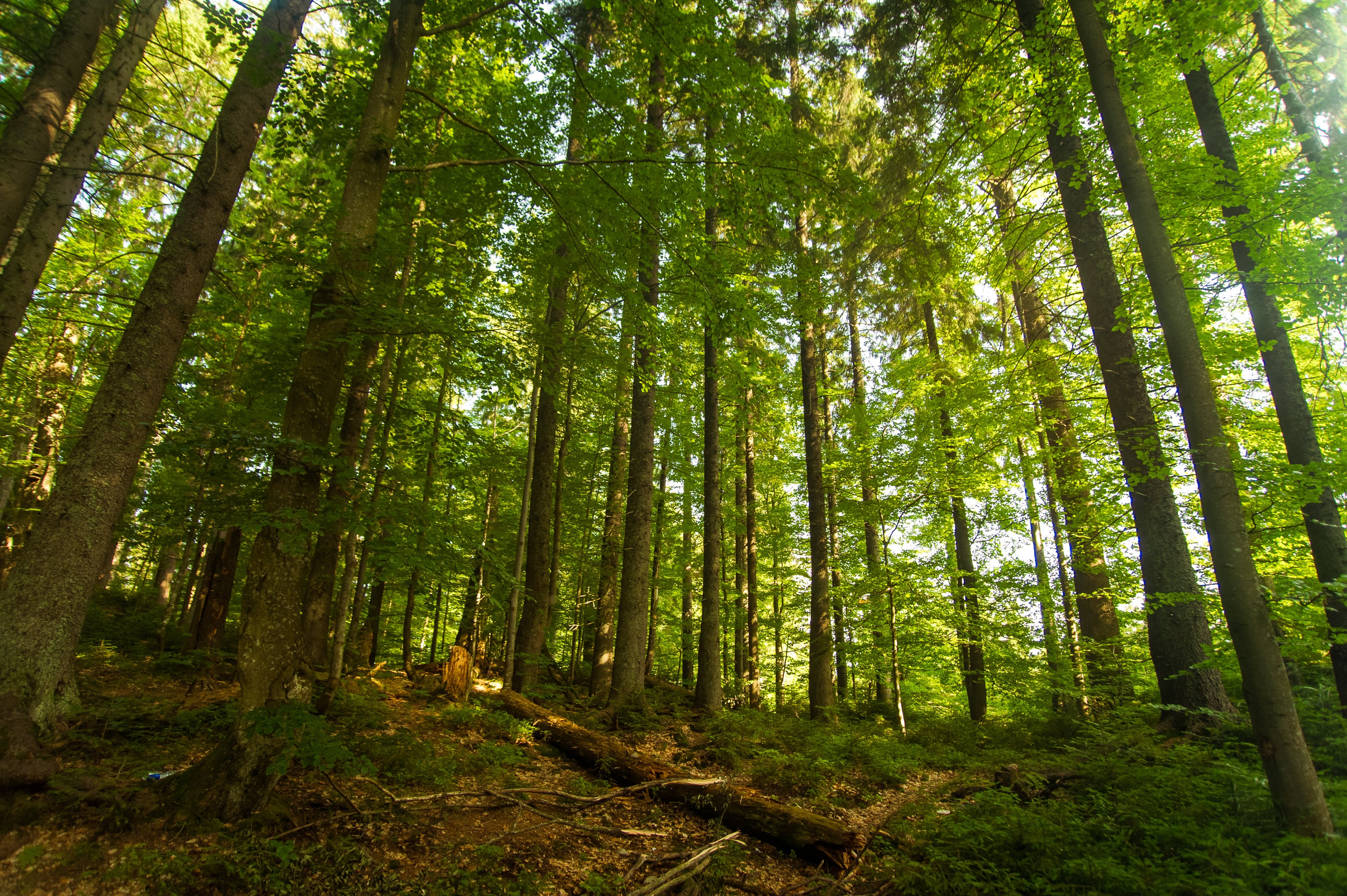 wood packaging FSC Forest