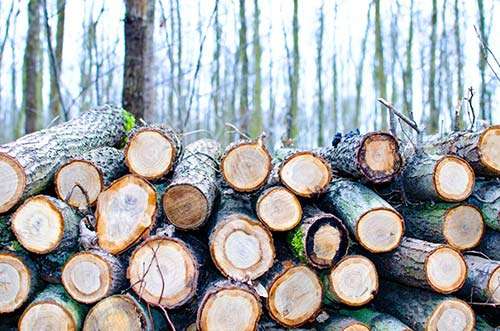 sustainable logging