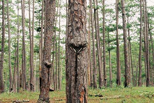 sustainable logging